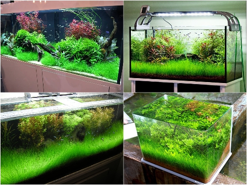 [Tặng cây mini] Hạt giống thủy sinh ngưu mao chiên lùn, ngưu mao chiên cao - Phong thủy Nhã nam