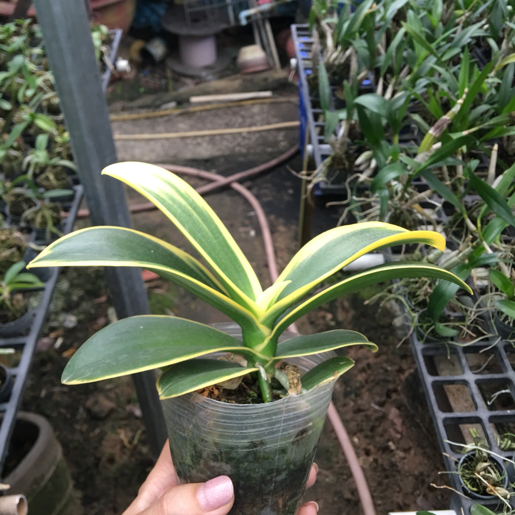 [HCM]Hồ Điệp Lá Biên Cây Trưởng Thành