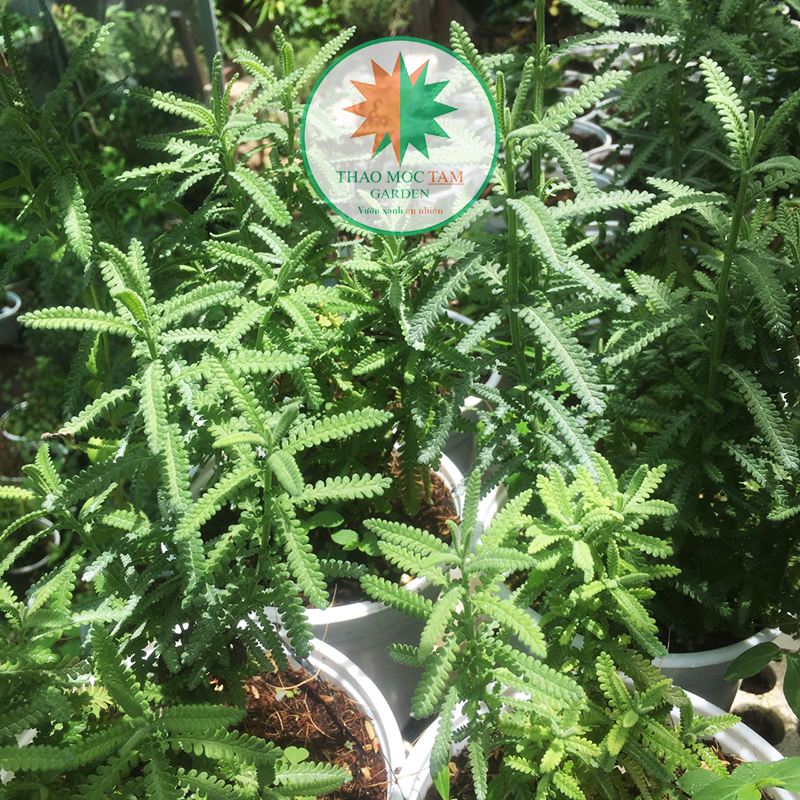 Cây Oải hương S15 - Lavender Dentata