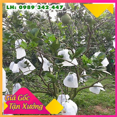 TÚI BỌC BƯỞI DIỄN, BƯỞI DA XANH SET 50TÚI 20X30CM, 25X30CM, 30X35CM VẢI KHÔNG DỆT CÓ DÂY RÚT CHẤT LƯỢNG SỐ 1