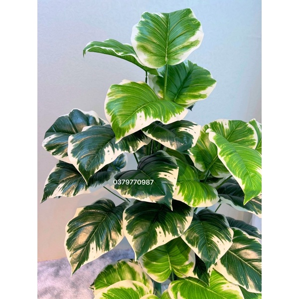 Cây Trầu Bà Giả, Cây Viền Trắng (Ảnh Và  Thật)