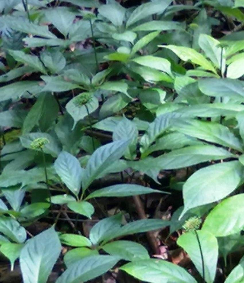Hạt giống cây Nhân sâm