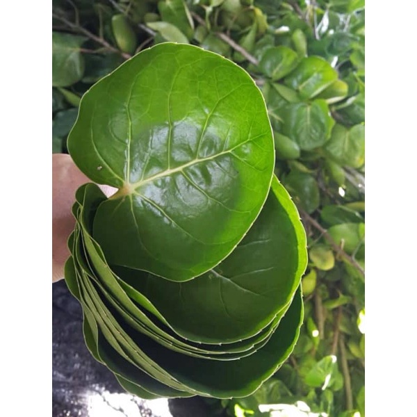 Cây đinh lăng lá tròn thái lan - cây giống