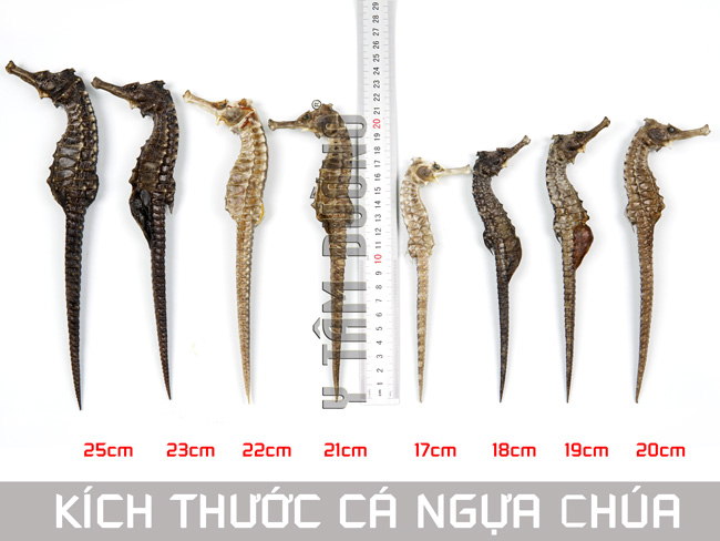 Cá ngựa chúa, Hải Mã khô loại thượng phẩm size từ 16cm đến 22cm