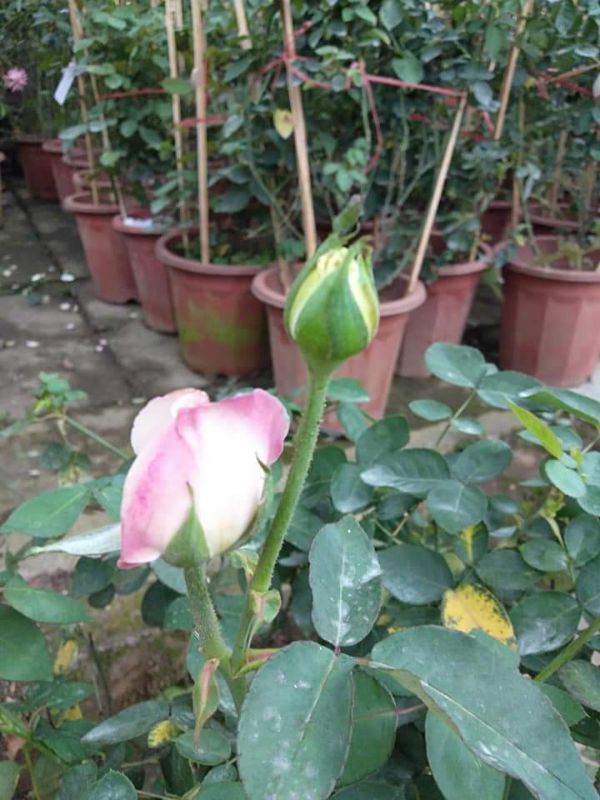 Cây hoa hồng cổ vân khôi