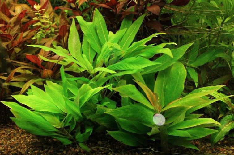 Cây Đại Liễu - 9 ngọn cây thủy sinh lá cạn
