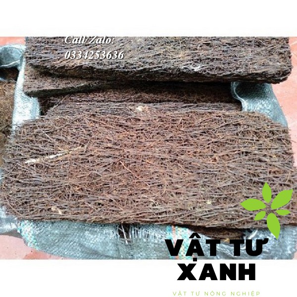 Dớn bảng ngắn trồng lan 30-40cm