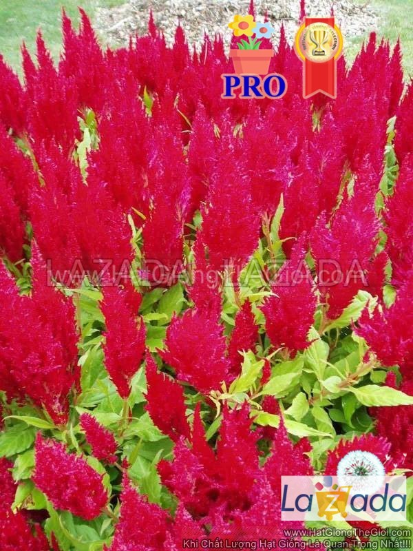 100h Hạt Giống Hoa Mào Gà Lửa Fresh Look Đỏ F1Pro (| -KD: B36*X68*M234)