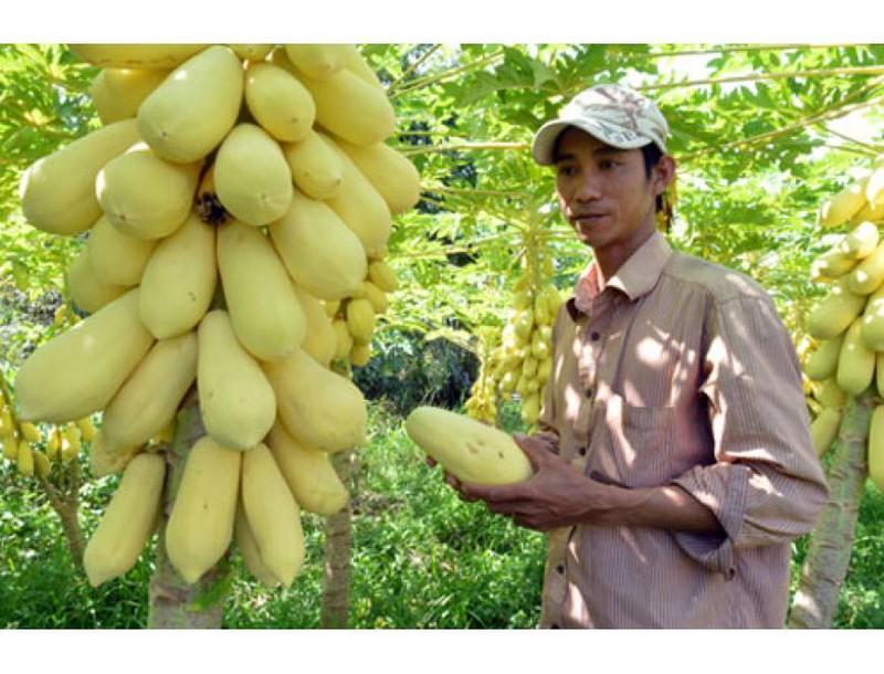 Hạt giống đu đủ vàng 5 hạt