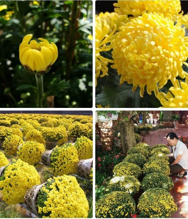 30 Hạt giống hoa Cúc mâm xôi