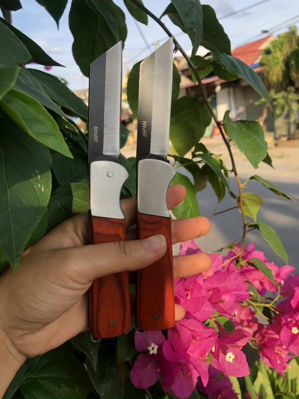 Dao ghép cây ăn quả, cây cảnh