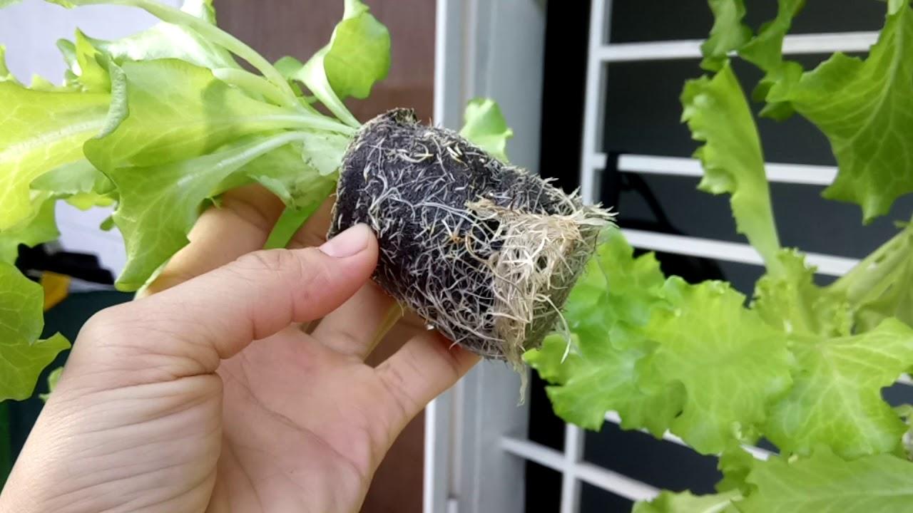 Hạt giống xà lách đăm (xà lách cuộn) 2g