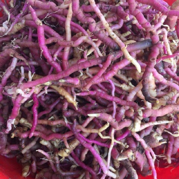 BẦU CÂY GIỐNG BA KÍCH TÍM XỊN