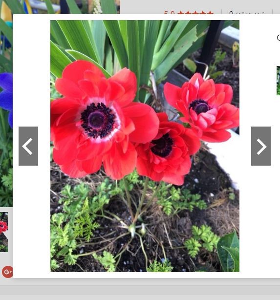 Củ giống hoa anemone hoa màu đỏ