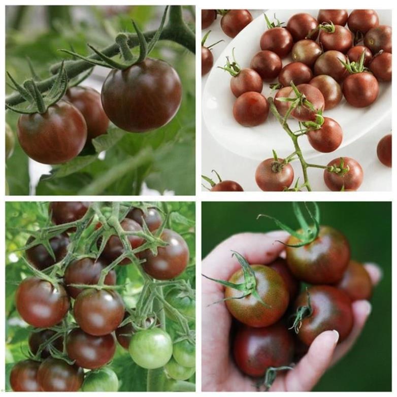HẠT GIỐNG CÀ CHUA SOCOLA F1 - GÓI 5 HẠT