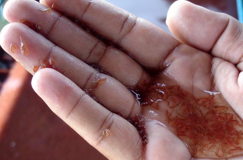 Nắp Ấp Artemia