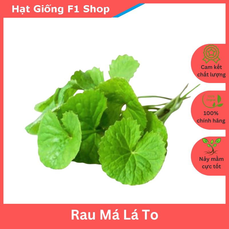Hạt Giống Rau Má Lá To (1G) (107.F1)