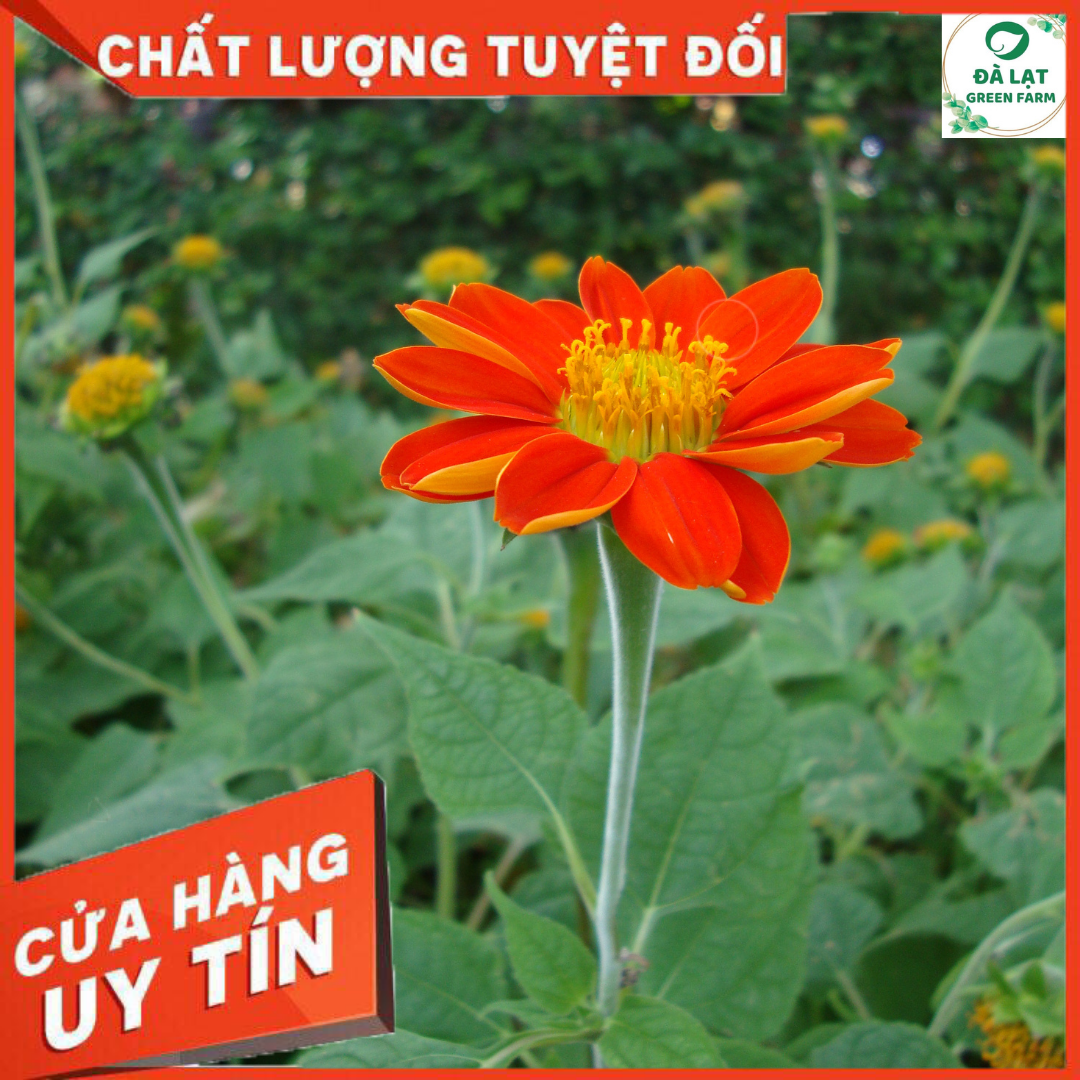 🍀50H_HẠT GIỐNG HOA CÚC SƠN QUỲ/DÃ QUỲ ĐỎ🍀