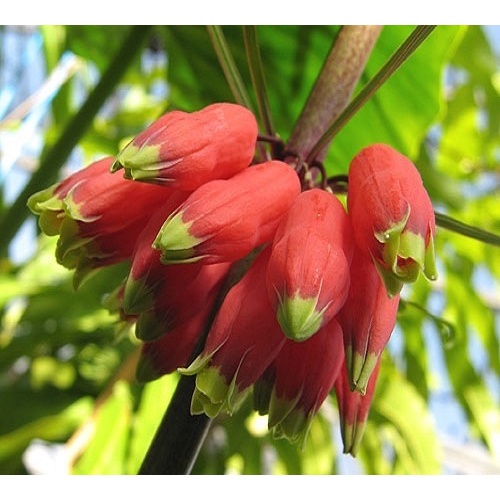 Hạt giống hoàng tinh hoa đỏ-(cây dược liệu)10 hạt