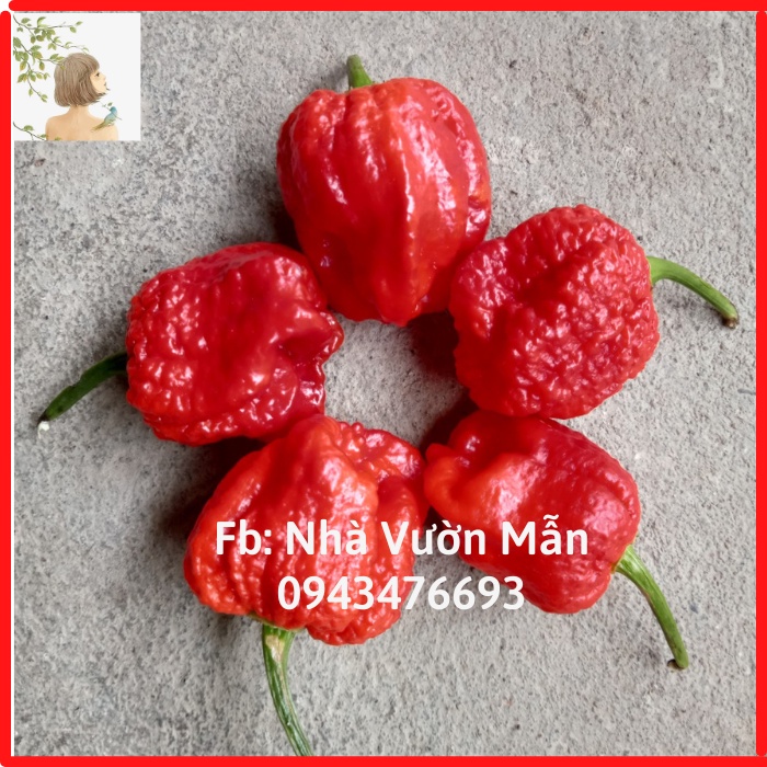 1 Trái Ớt Carolina Reaper Red