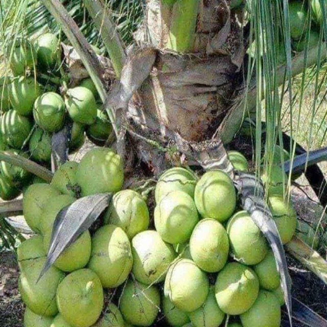cây dừa xiêm lùn