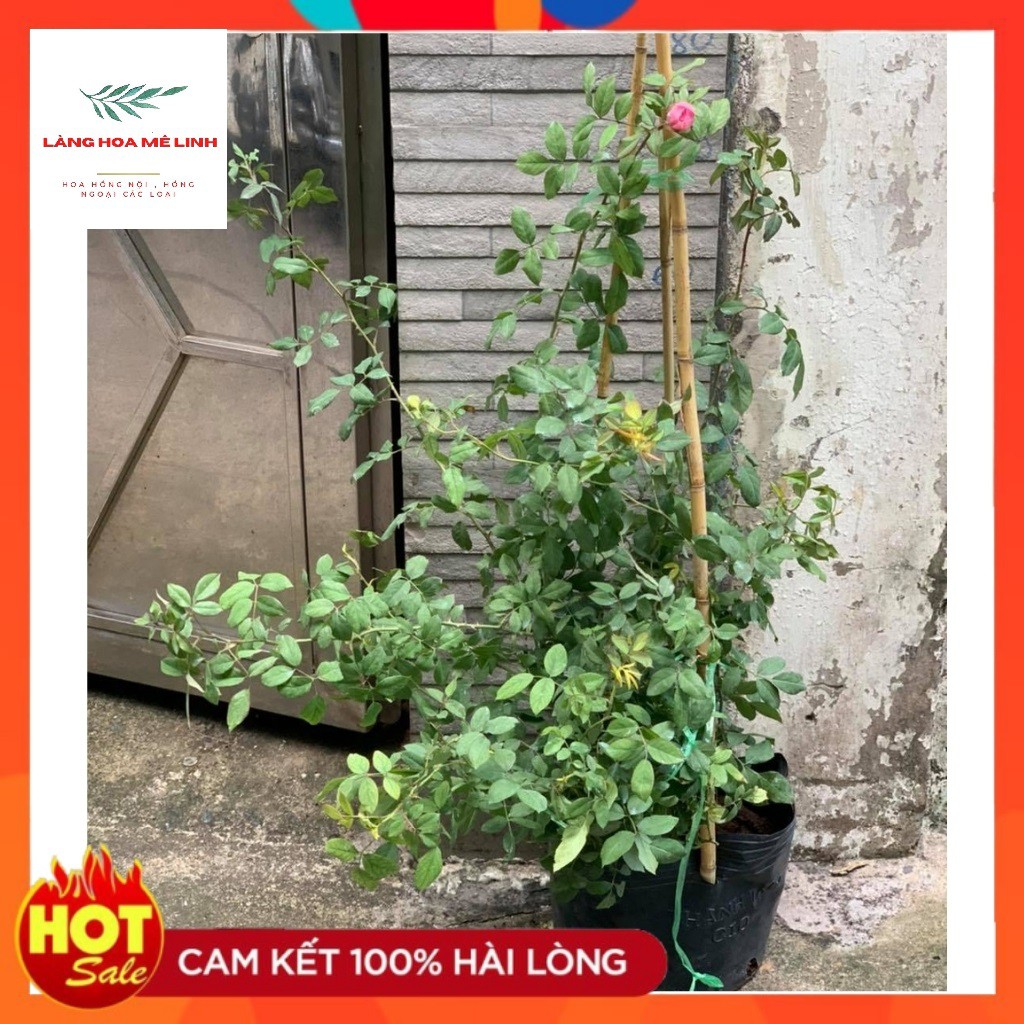 Hoa Hồng Leo Huntington [ SIÊU HOT ] - MÀU HỒNG TƯƠI SÁNG, MÙI THƠM NGỌT NGÀO