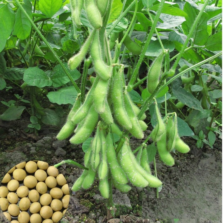 Hạt giống Đậu Nành rau Nhật Bản (10g)