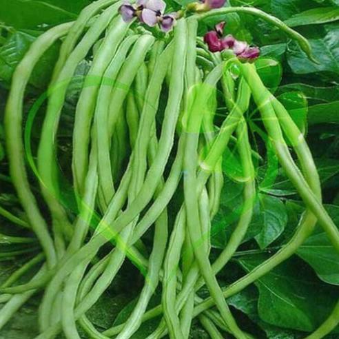 Hạt giống đậu đũa hạt đen (đậu đũa móng chim) - gói 20 gram