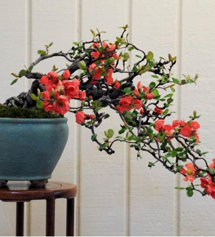 Hạt giống hoa Mai lùn đỏ