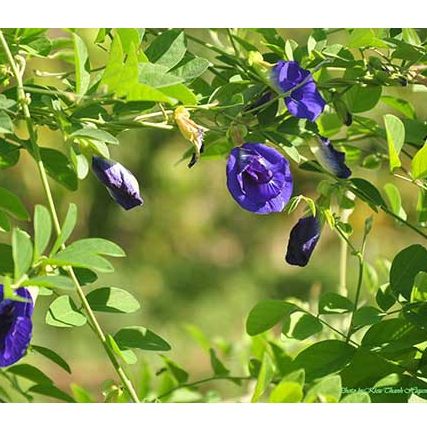 Hạt giống Hoa Đậu Biếc đóng gói 2gr