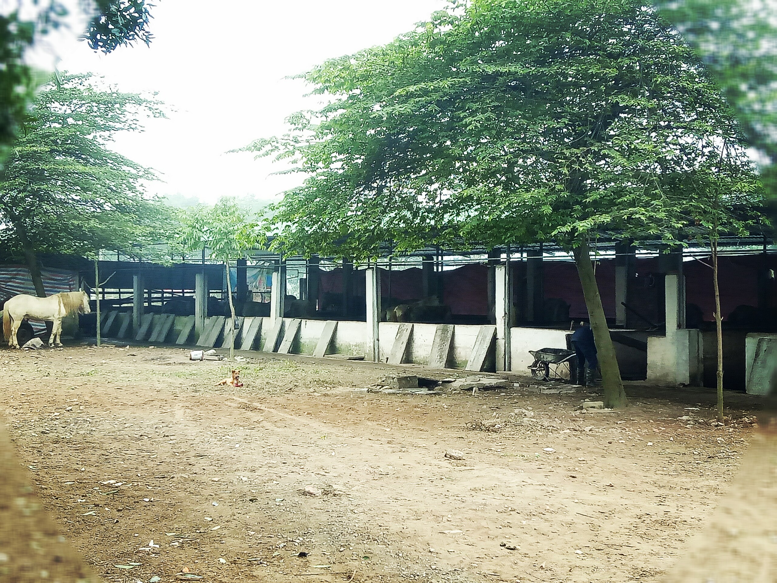 Phổi ngựa bạch ngâm mật ong