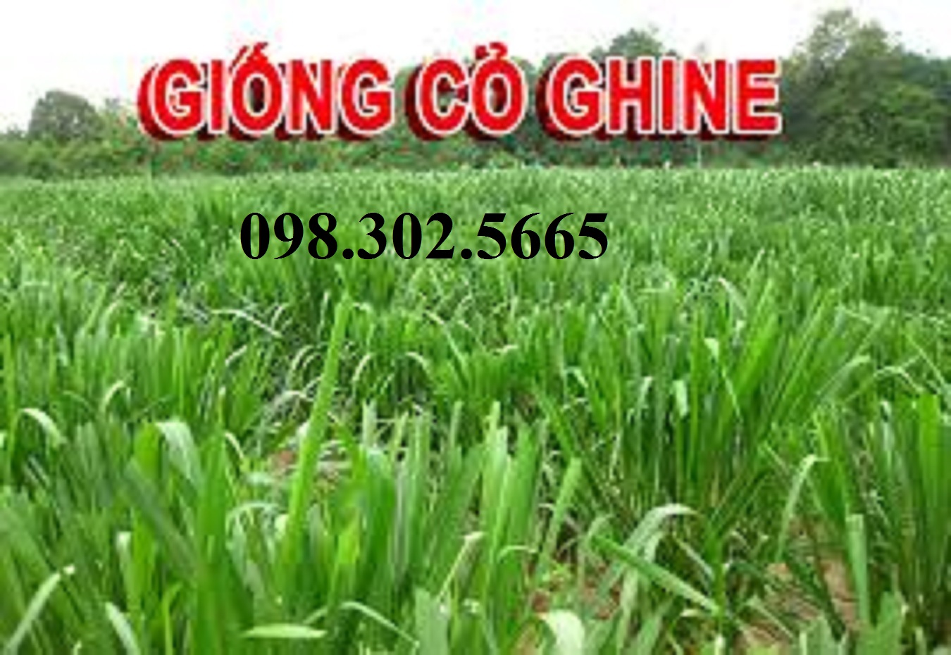 Hạt giống cỏ mobasa ghine - cỏ chăn nuôi 100g