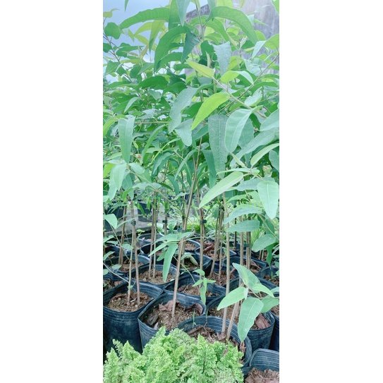 Cây Bạch Đàn Chanh