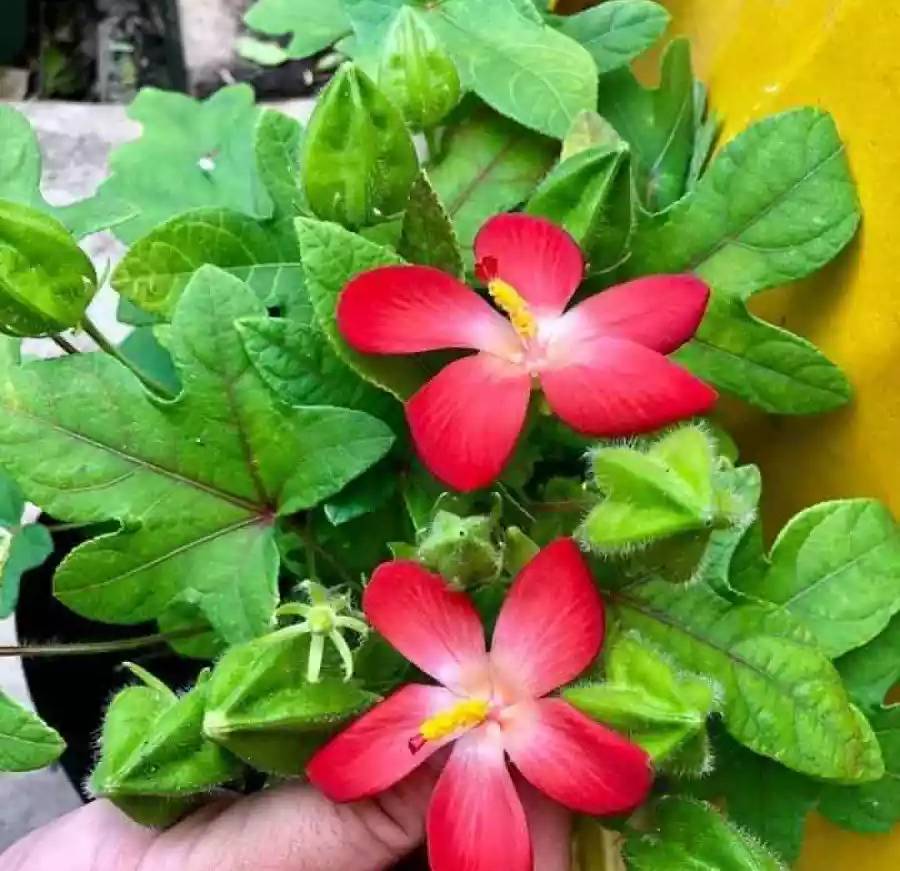 Hạt giống nhân sâm bố chính - Gói 10 hạt