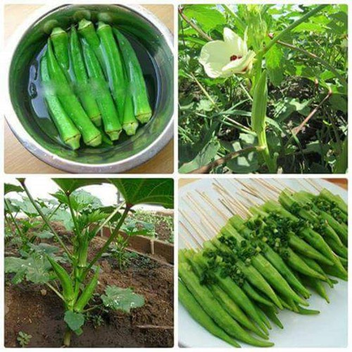 Hạt giống Đậu bắp xanh (20 gram)