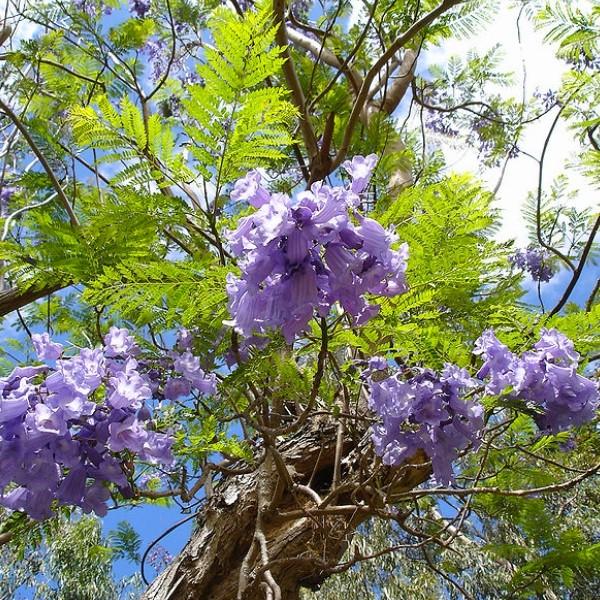 Jacaranda mimosifolia seeds
