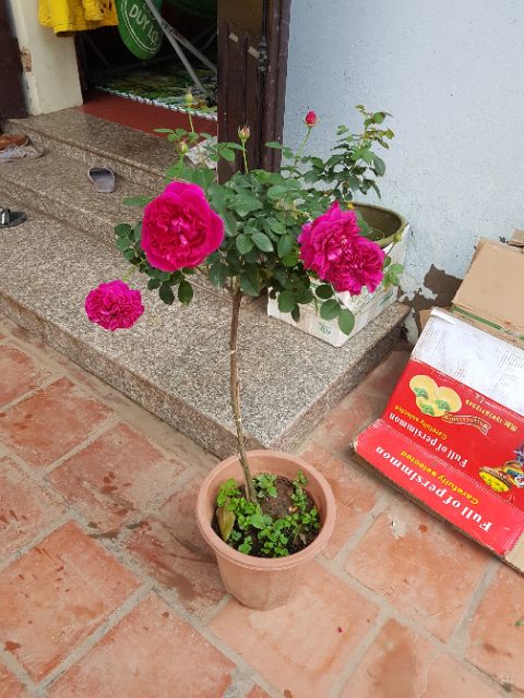 Cây hoa hồng thân gỗ ( tree rose cực đẹp )