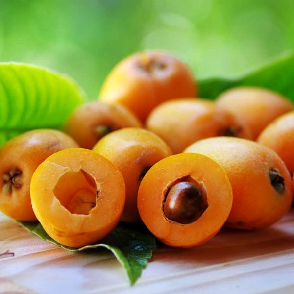 Cây giống Biwa nhật bản (Cây đẹp được kiểm tra cây)