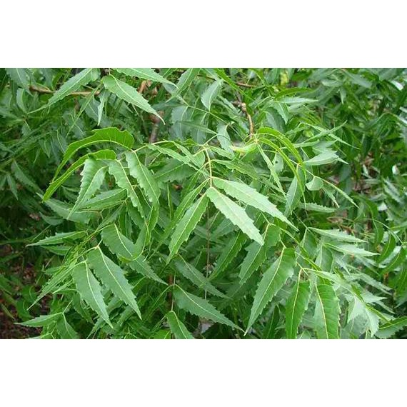 Cây sầu đâu - vị. dân gian tốt cho sức.khỏe