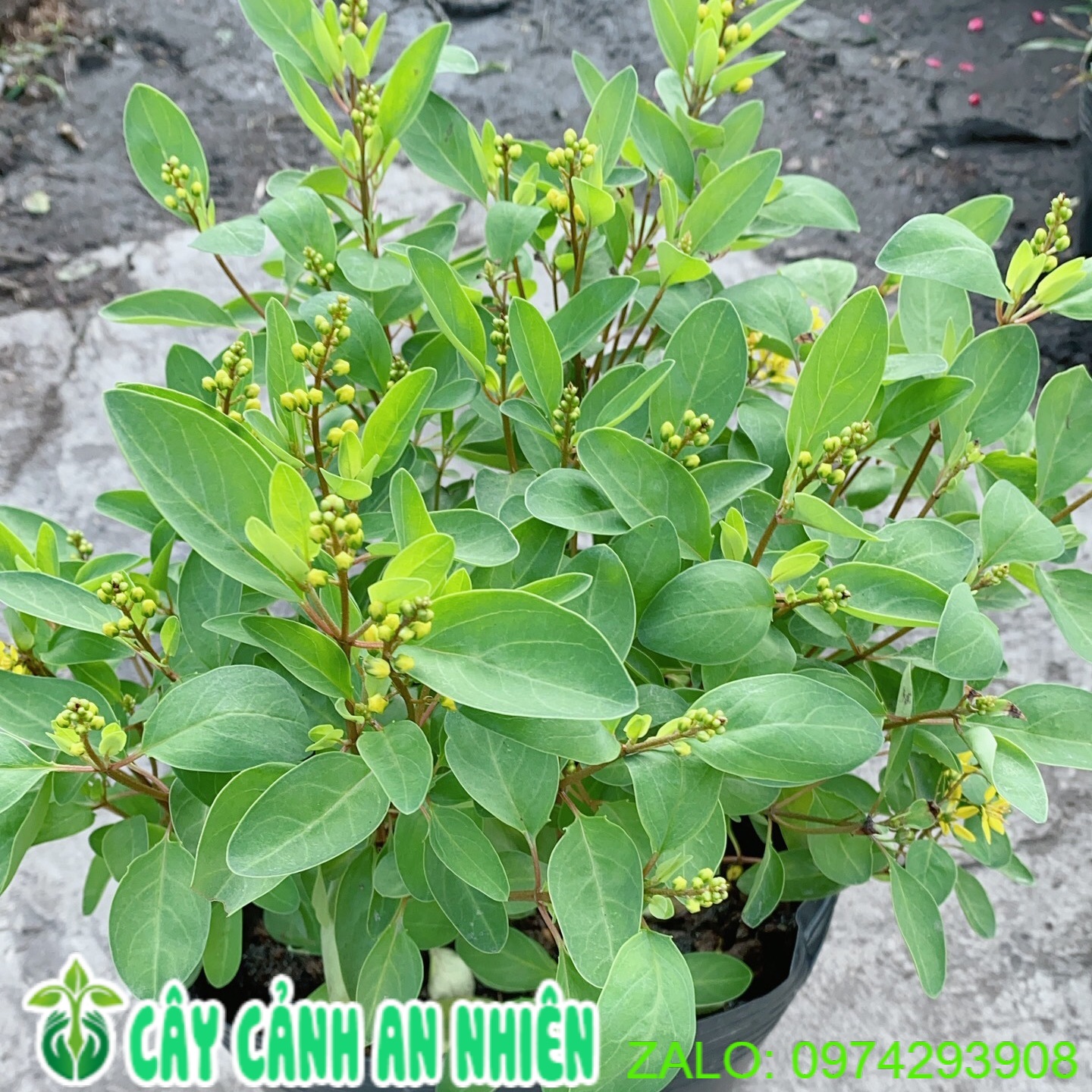 Cây kim đồng vàng