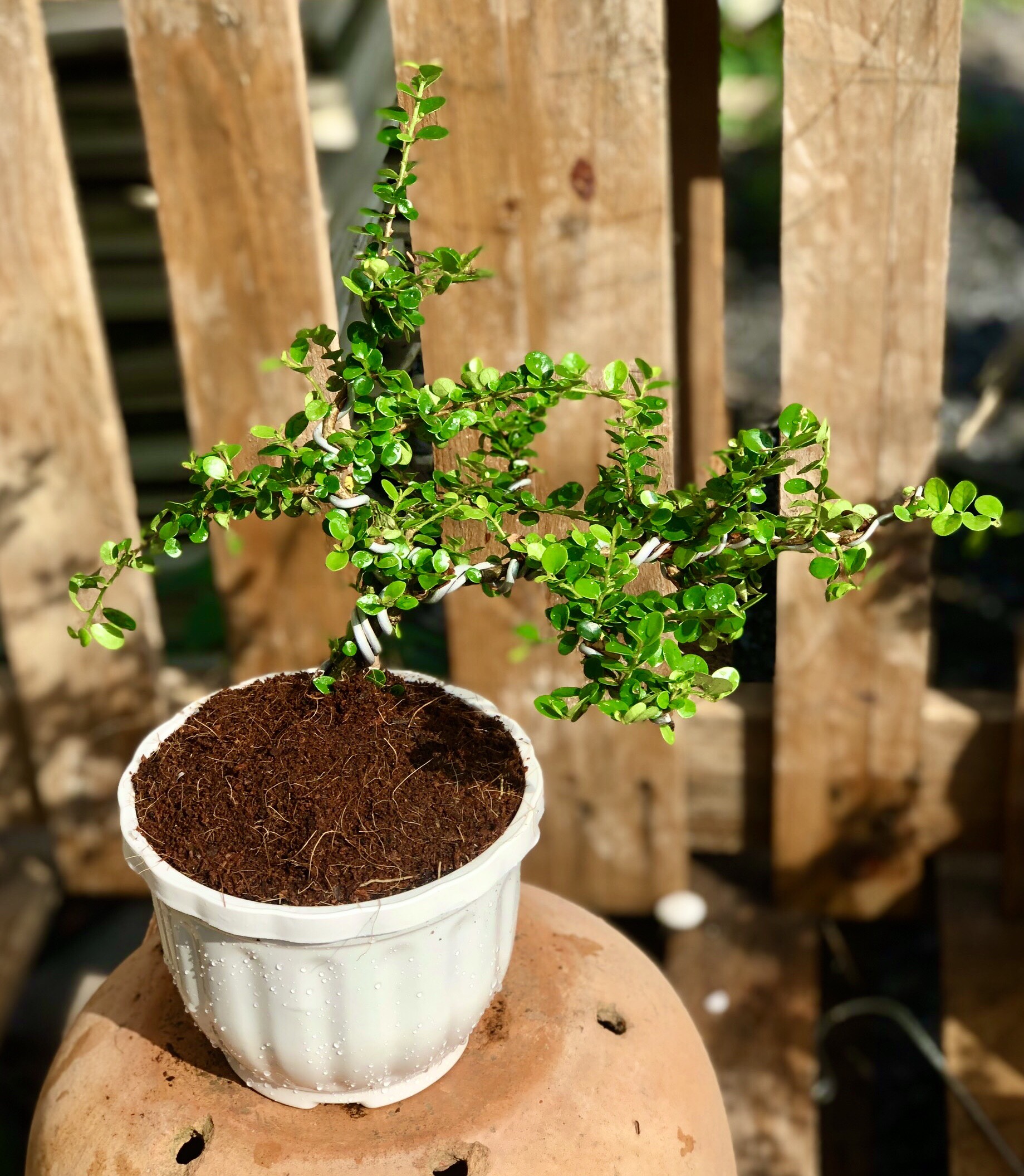 Chậu tra Phúc Kiến Bonsai