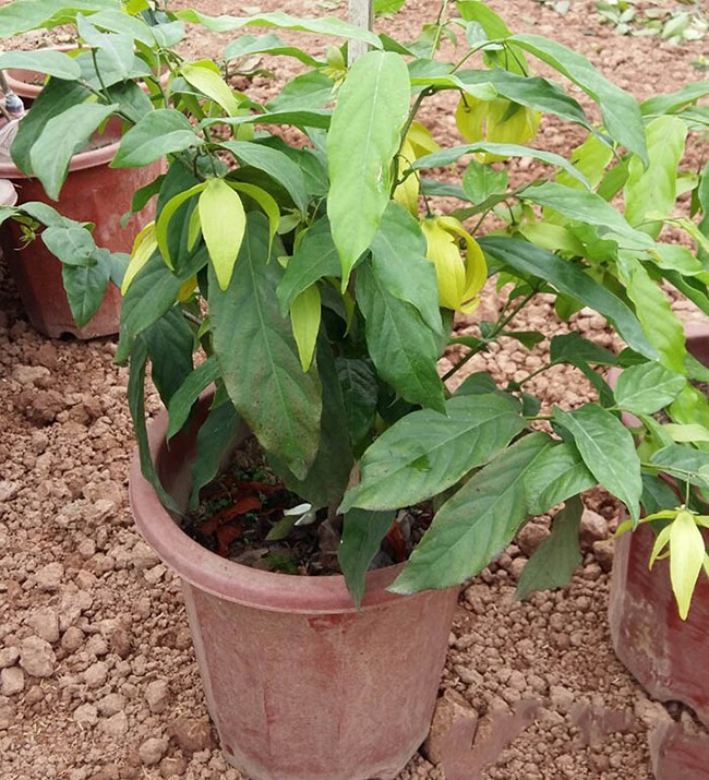 Cây hoa Dẻ ta - Cây giống Hoa thơm ngát