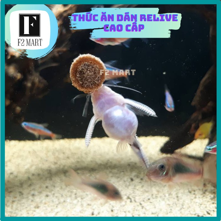 Thức Ăn Dán Kính Relive Cho Cá Cảnh (Hộp 100 Viên)