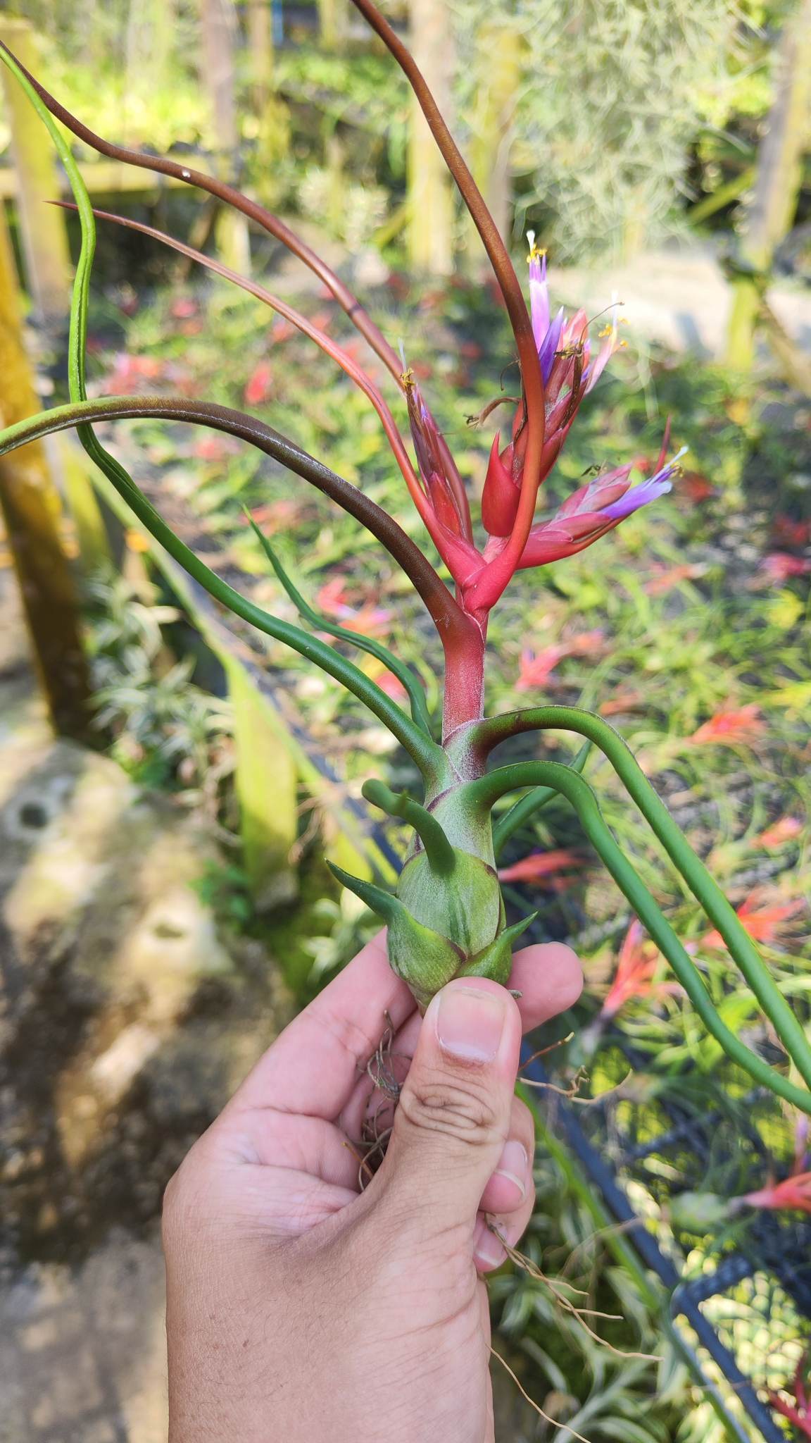 Cây không khí Nhân sâm Balbusa Giant (Size lớn)