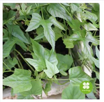 1kg Cây chìa vôi - TDx187
