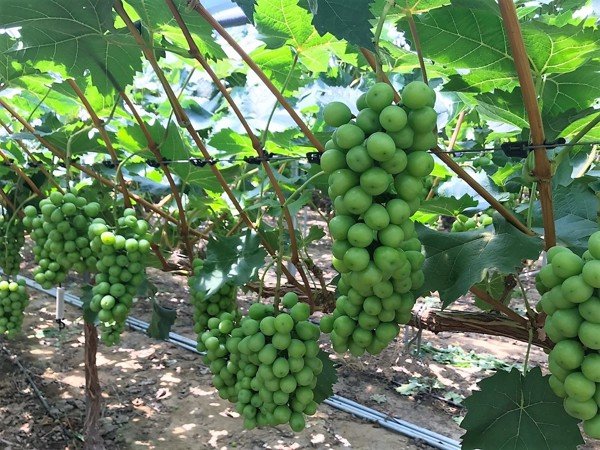 Cây nho Mẫu Đơn giống nhật bản