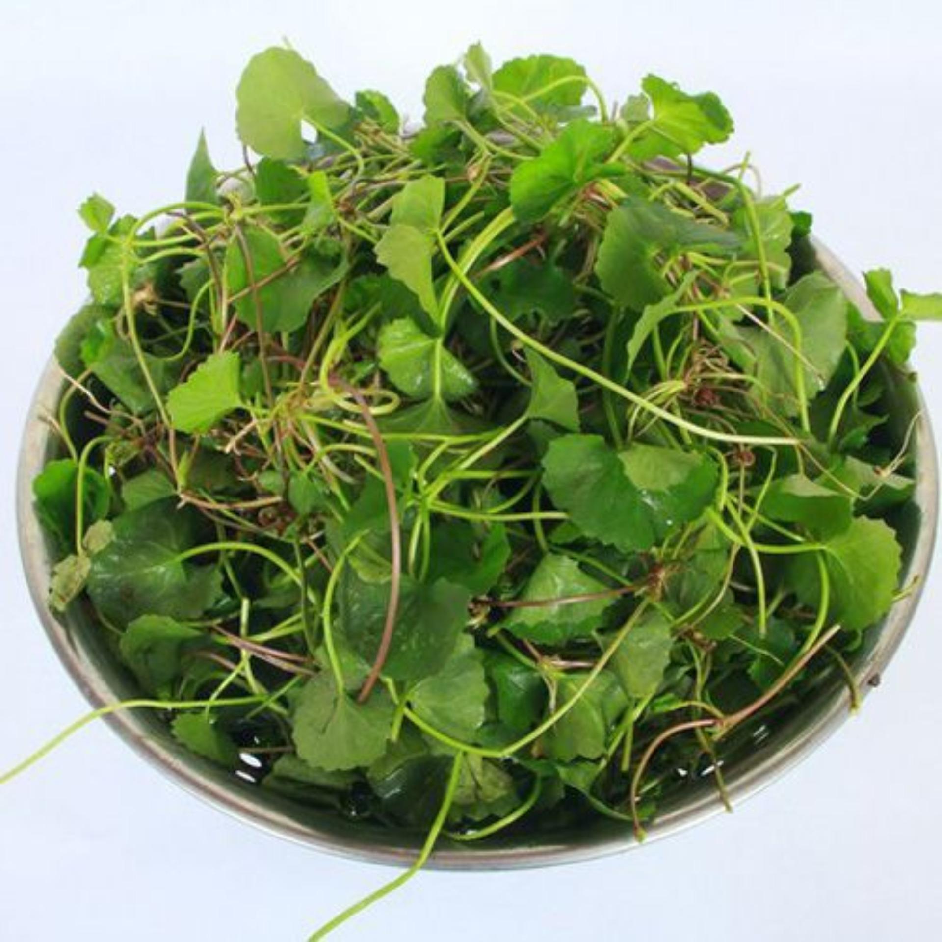 0.5gr Hạt giống Rau má (tặng Kích nẩy mầm, Hướng dẫn ươm)