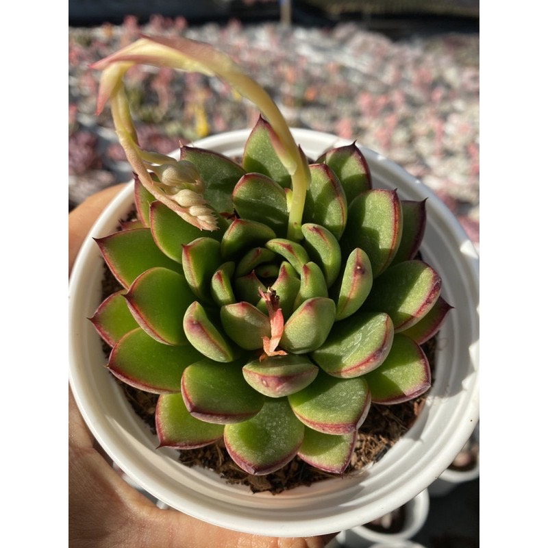 RANDOM 1 CÂY SEN ĐÁ SIZE TRUNG BÌNH 8-10CM LỖI 1 ĐỔI 1