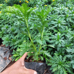 Cây hoa cúc thân gỗ - cây giống có bầu đất