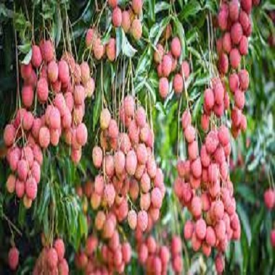 CÂY GIỐNG VẢI THIỀU SIÊU QUẢ DÒNG QUẢ SỚM